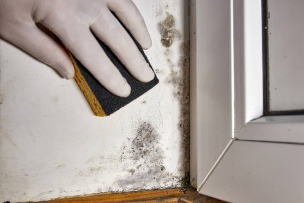 Mold Removal for HVAC Installations in Sussex, WI