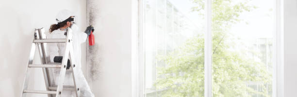 Mold Odor Removal Services in Sussex, WI